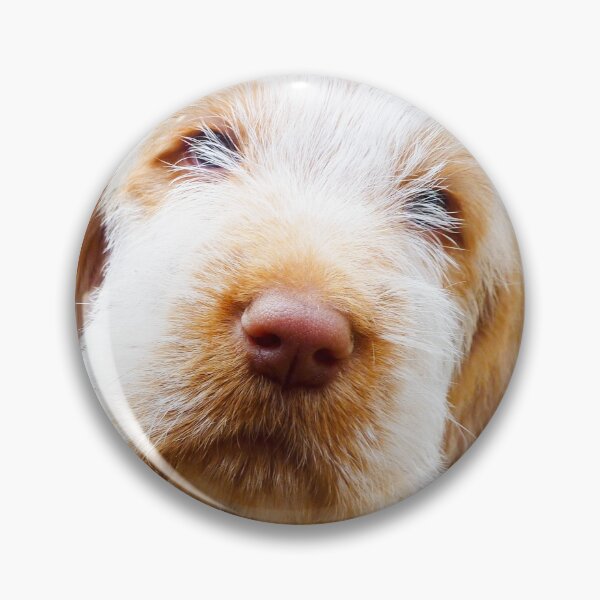 Item preview, Lifetime of love Spinone puppy by heidiannemorris designed and sold by FOLK ART FUSION.