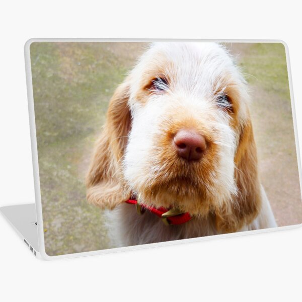 Lifetime of love Spinone Laptop Skin