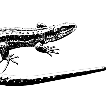 Artwork thumbnail, lizard by RalfkLang