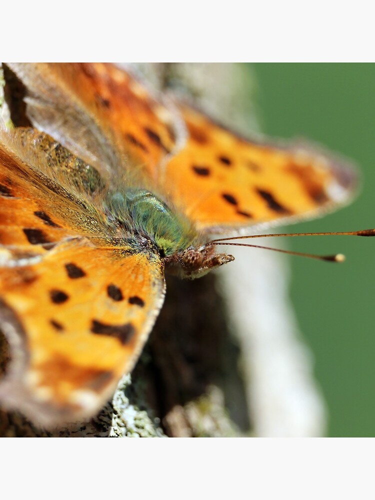 Comma Butterfly by mark-bugs-org