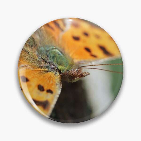 Comma Butterfly Pin