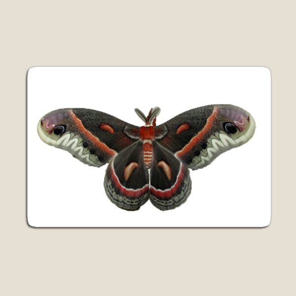 Cecropia Moth Magnet