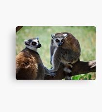 Funny animals Canvas Print