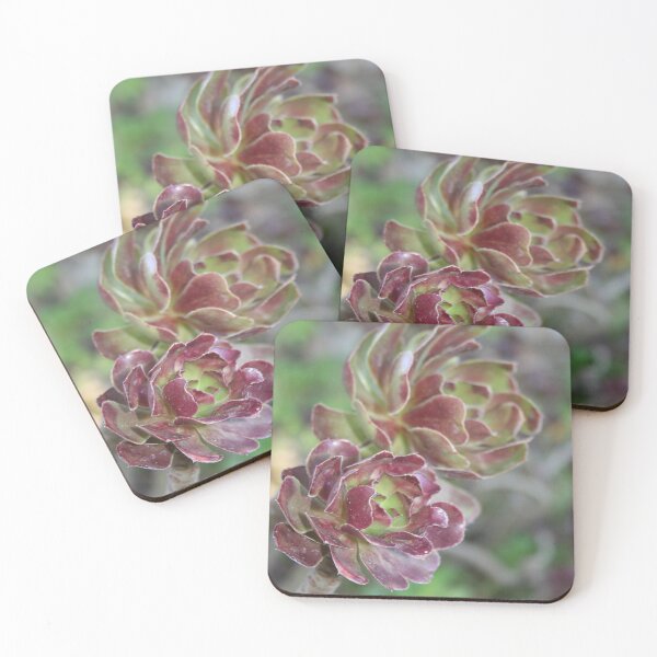 Item preview, Close Up Of Aeonium Succulent With Garden Background designed and sold by taiche.