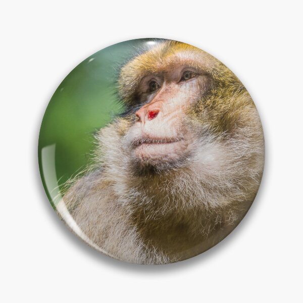 Item preview, Barbary macaque enjoying some sunshine designed and sold by wellsie82.