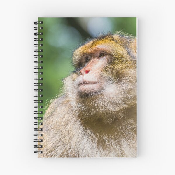 Item preview, Barbary macaque enjoying some sunshine designed and sold by wellsie82.