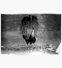 Black and White peacock Poster
