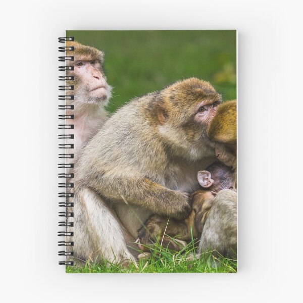Item preview, A family of Barbary macaques designed and sold by wellsie82.