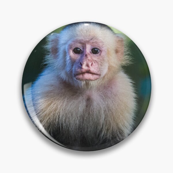 Item preview, Square cropped white faced capuchin portrait designed and sold by wellsie82.