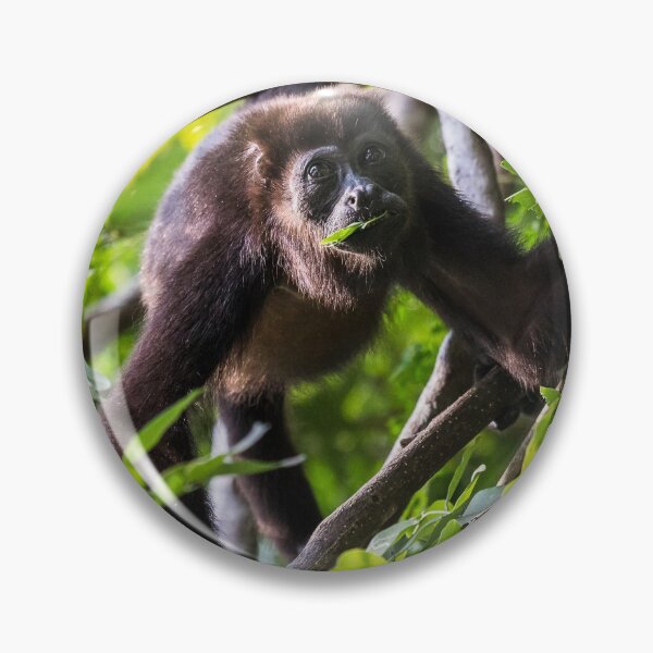 Item preview, Howler monkey enjoying a few leaves designed and sold by wellsie82.