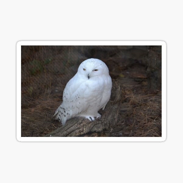 Snowy Owl Stickers Redbubble - roblox feather family owl