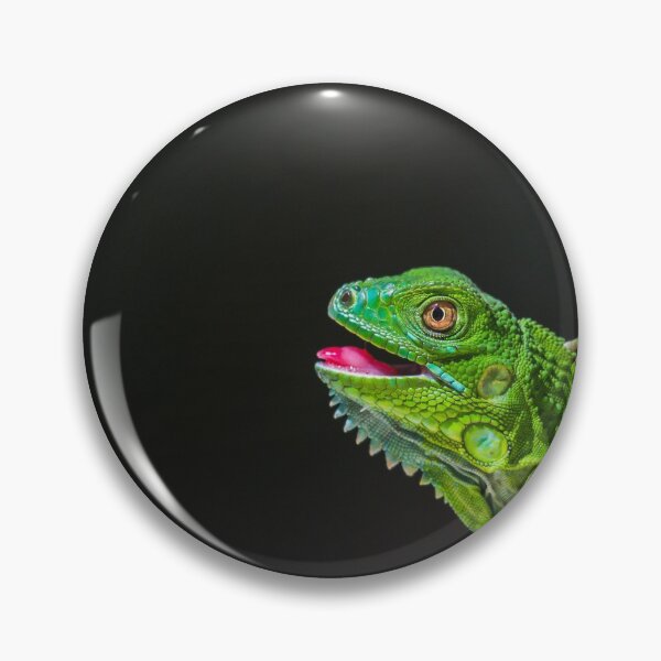 Item preview, Juvenile Green Iguana basking designed and sold by wellsie82.