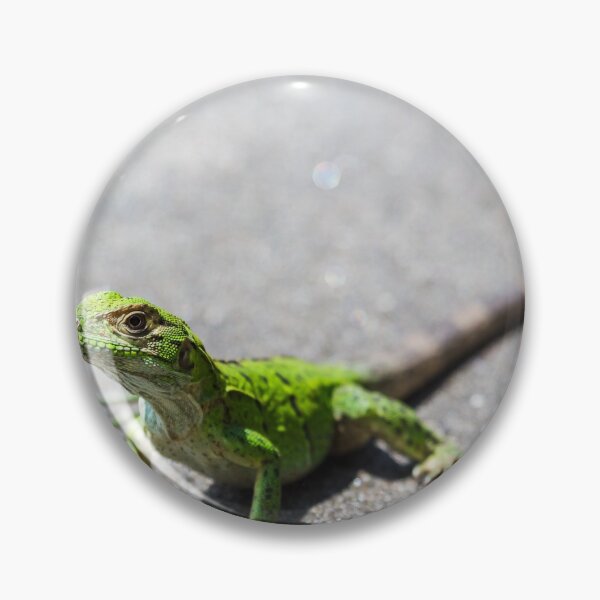 Item preview, Green spiny lizard basking designed and sold by wellsie82.