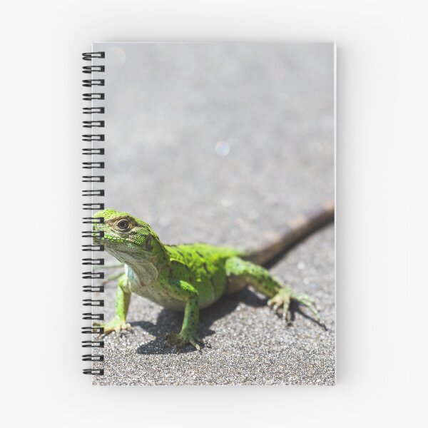 Item preview, Green spiny lizard basking designed and sold by wellsie82.