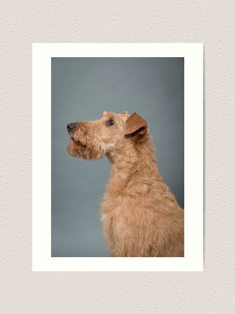 small irish terrier