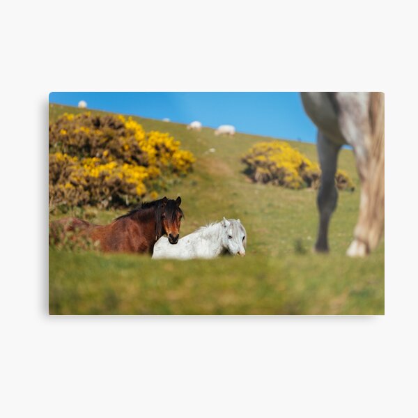 Ponies grazing on moorland. Matterdale, Lake District, Cumbria, UK. (Wall hotsell Art. Fine Art Print. Landscape Photography Gift)