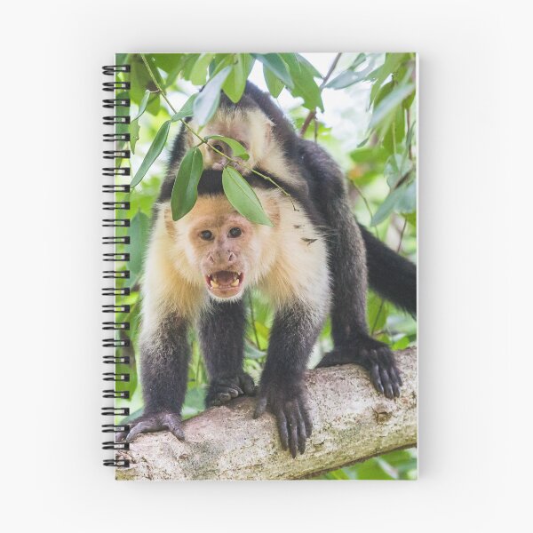 Item preview, White faced capuchin with its baby designed and sold by wellsie82.