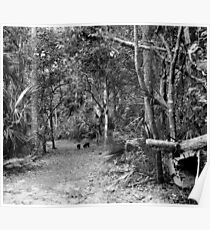 Young Boar. Highlands Hammock S.P. Poster