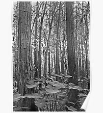 Oak and Caladium. Shingle Creek. Poster