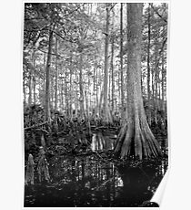 Cypress Swamp. Econlockhatchee River. Poster