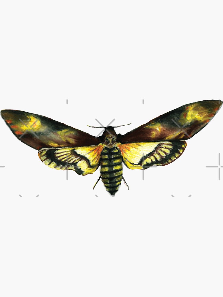 Thumbnail 3 of 3, Sticker, Deaths-Head Hawk Moth designed and sold by RJArts.
