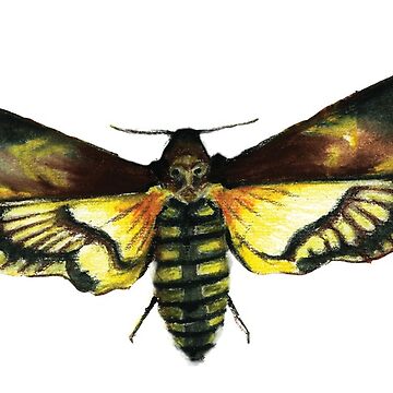 Artwork thumbnail, Deaths-Head Hawk Moth by RJArts