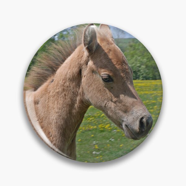 Item preview, Curious Colt designed and sold by VikingVisual.