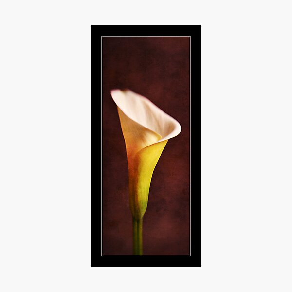 Item preview, Lily designed and sold by Malcolm Heberle.