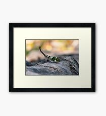 Simply Insecta Framed Print
