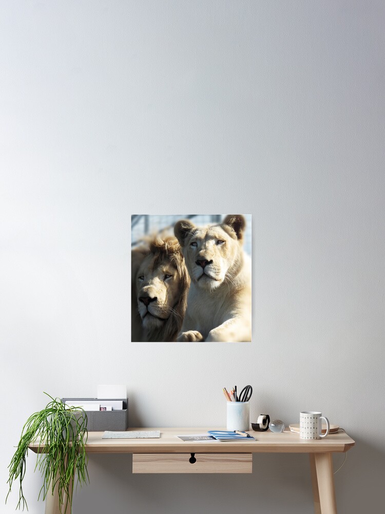 Thumbnail 2 of 3, Poster, White Lions designed and sold by ronmoss.