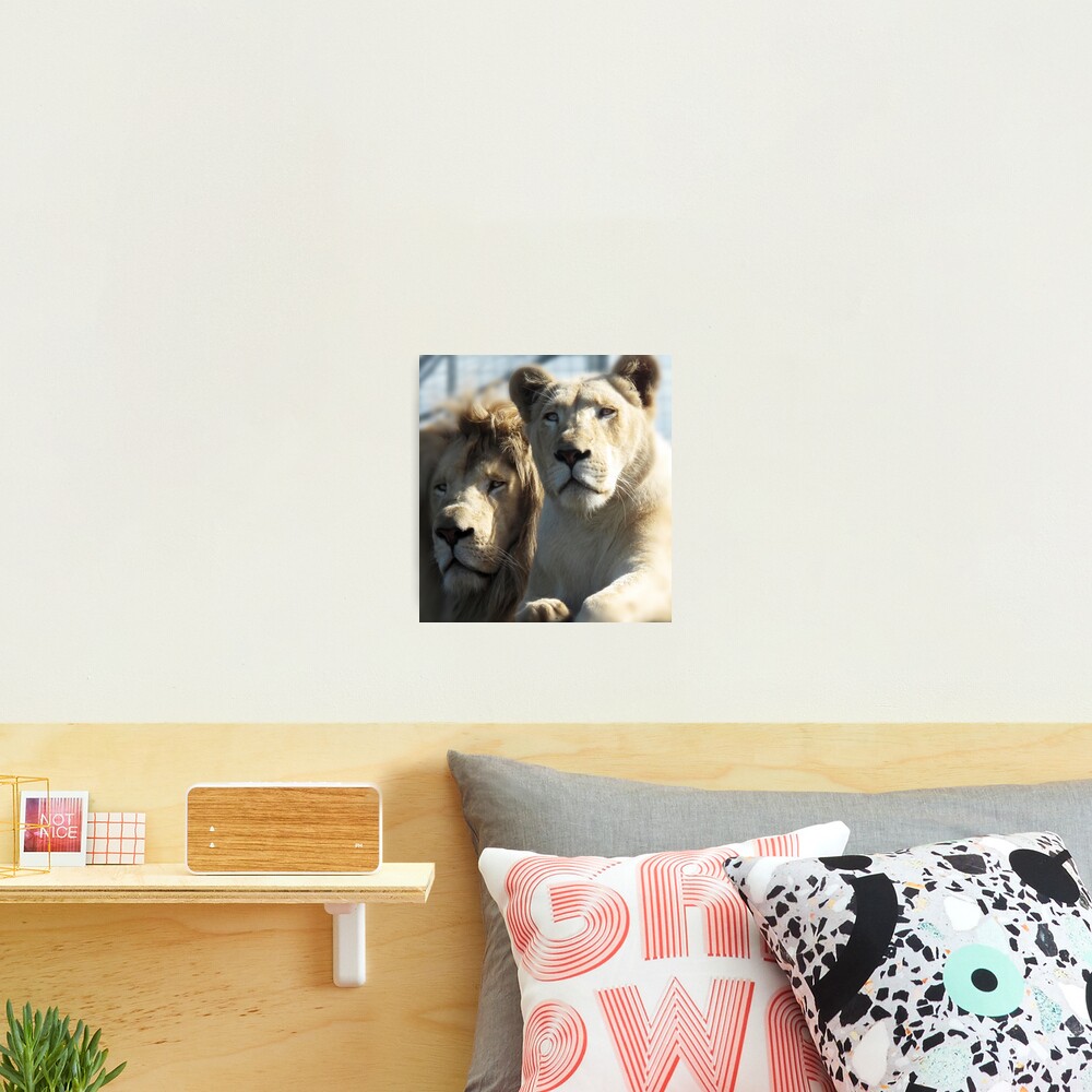 White Lions Photographic Print