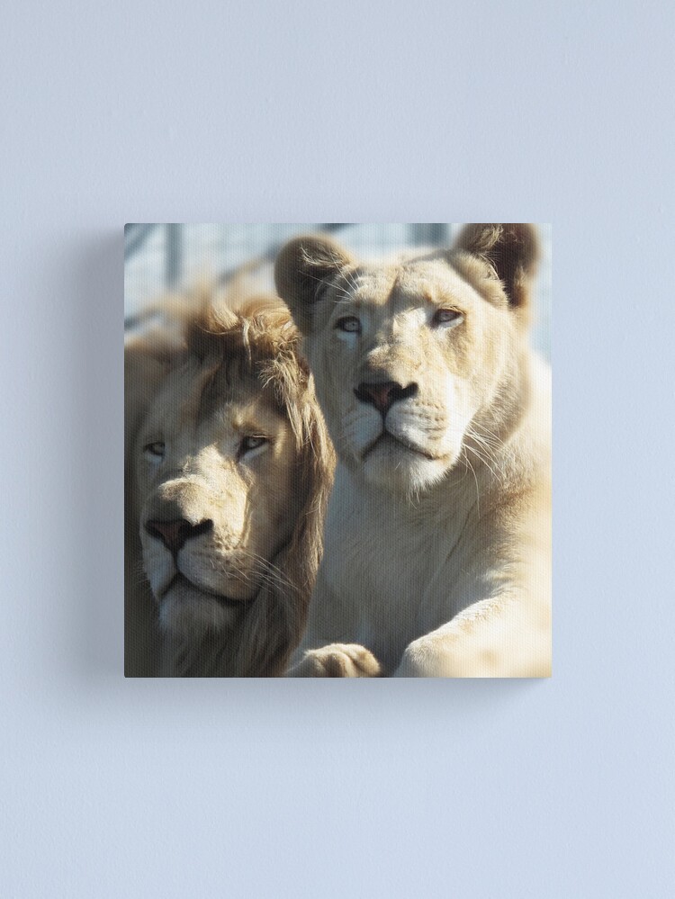 Thumbnail 2 of 3, Canvas Print, White Lions designed and sold by Ron C. Moss.