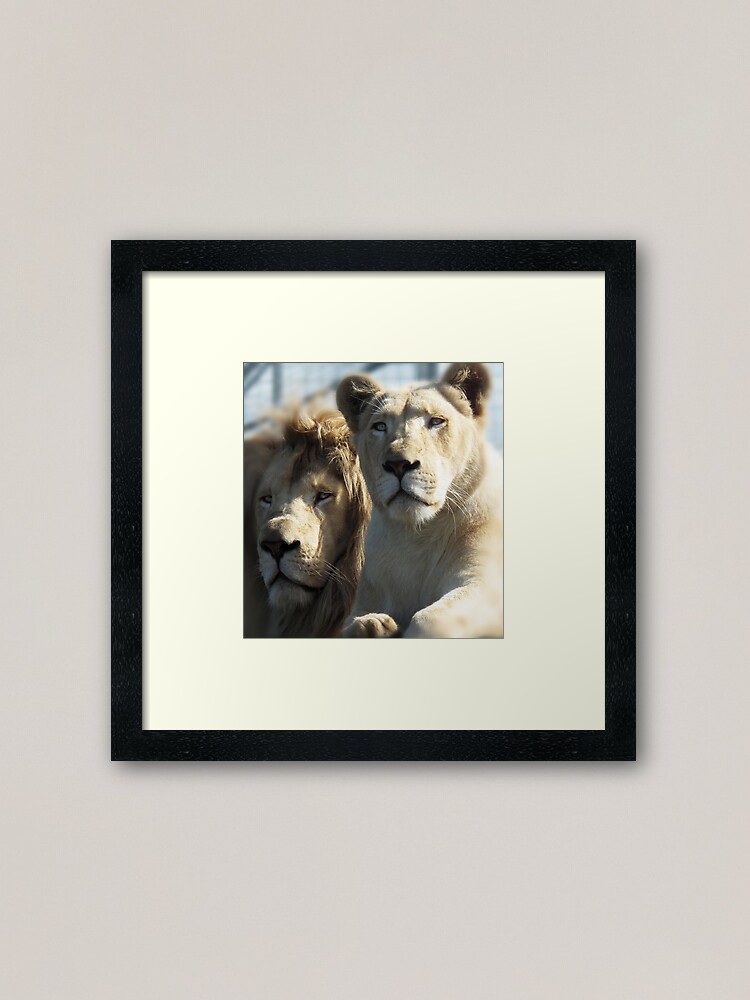 Alternate view of White Lions  Framed Art Print