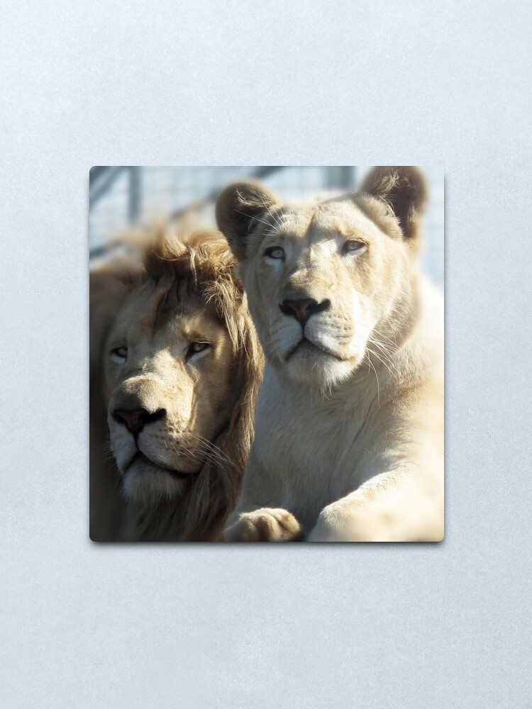 Alternate view of White Lions Metal Print