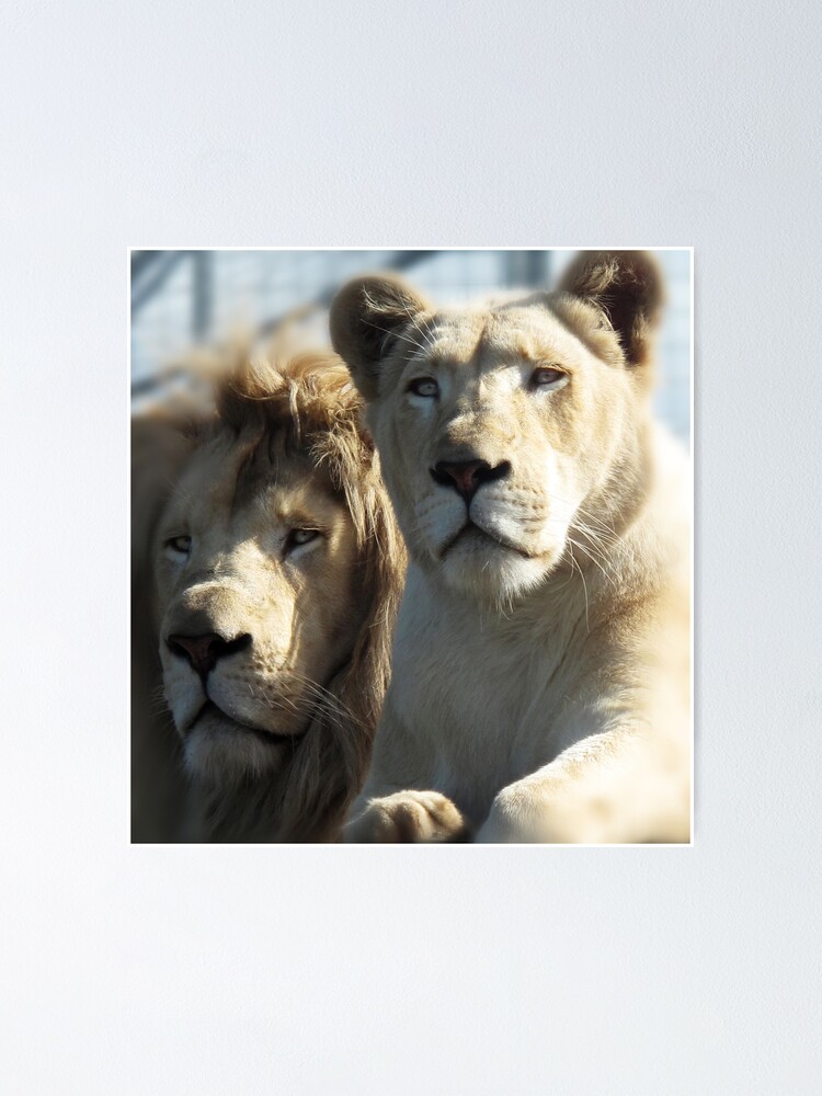 Alternate view of White Lions Poster