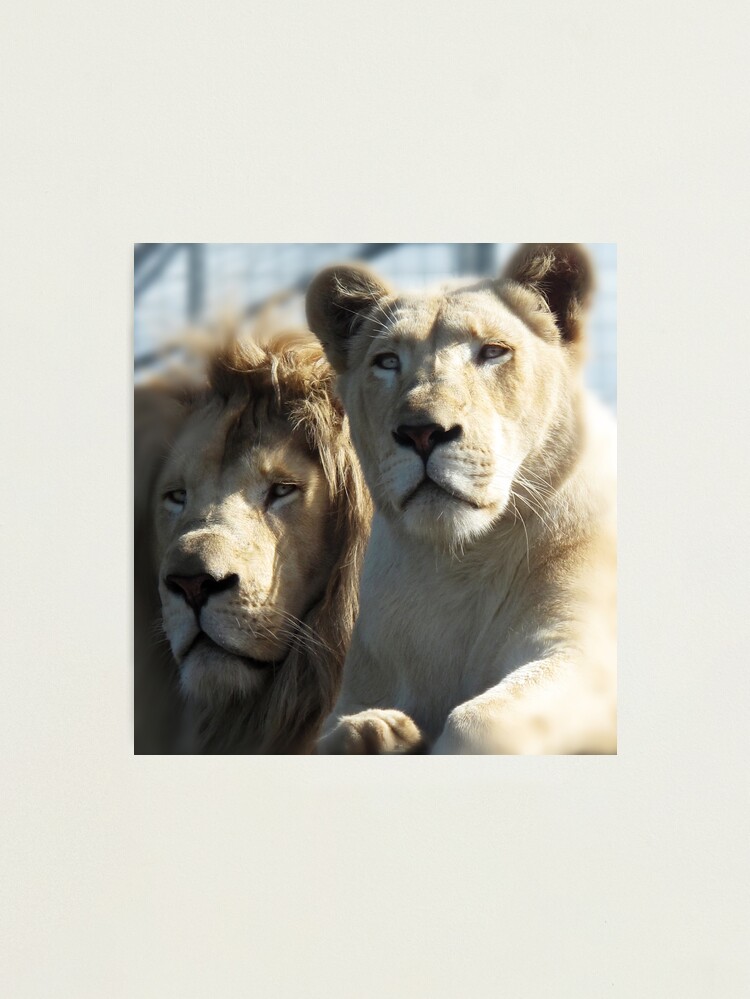 Alternate view of White Lions Photographic Print