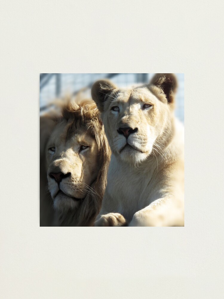 Alternate view of White Lions Photographic Print