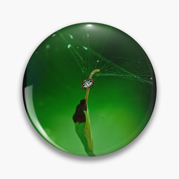Item preview, Spinybacked Orbweaver Spider Cleaning It's Web designed and sold by DretographyFL.