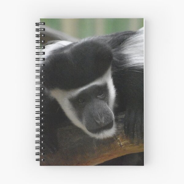 Item preview, Colobus Monkey at the Maryland Zoo designed and sold by Zoo and Nature Photography by Karie.