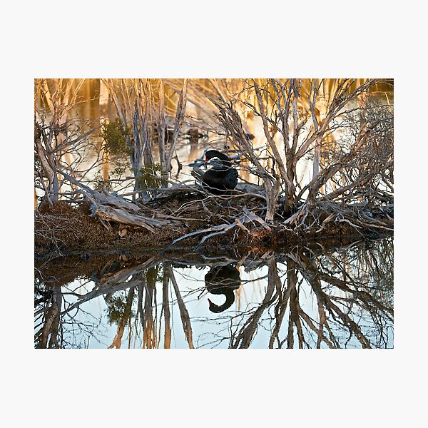 Item preview, Swan preparing for Spring designed and sold by Dean Wiles.