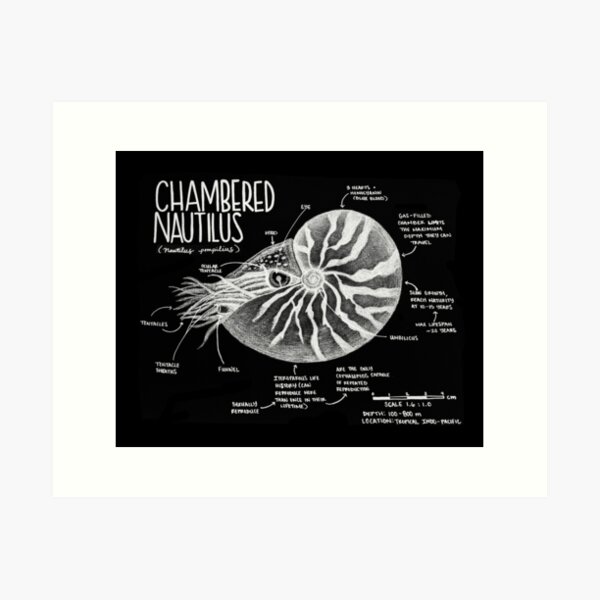 Chambered Nautilus - Deep Sea Creature Collection Art Print