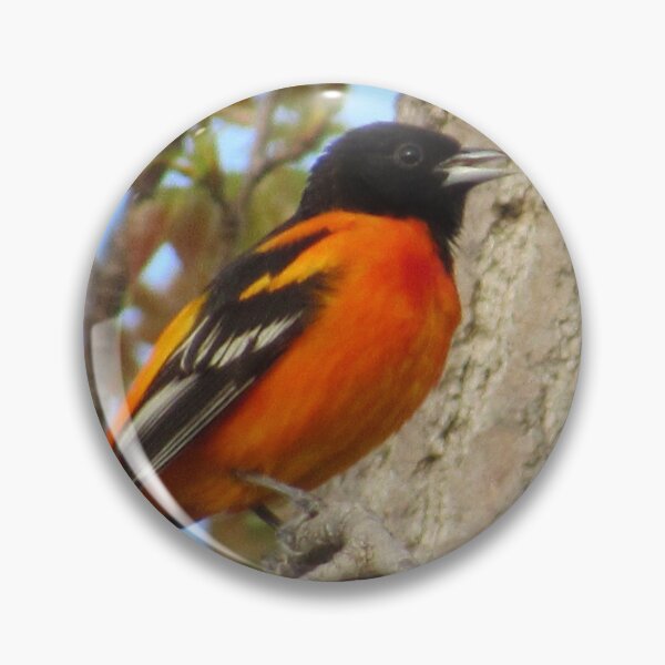 Artikelvorschau, Baltimore Oriole entworfen und verkauft von Zoo and Nature Photography by Karie.