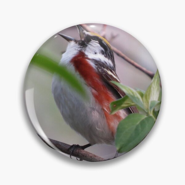 Item preview, Chestnut-sided Warbler at Magee Marsh designed and sold by Zoo and Nature Photography by Karie.