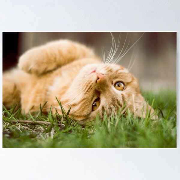 Item preview, Cute cat designed and sold by lucasm3.