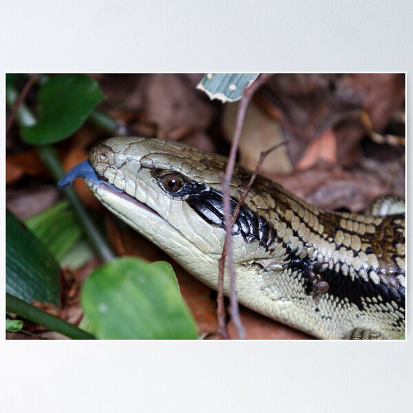 Item preview, Tiliqua scincoides scincoides designed and sold by Ray Fowler.