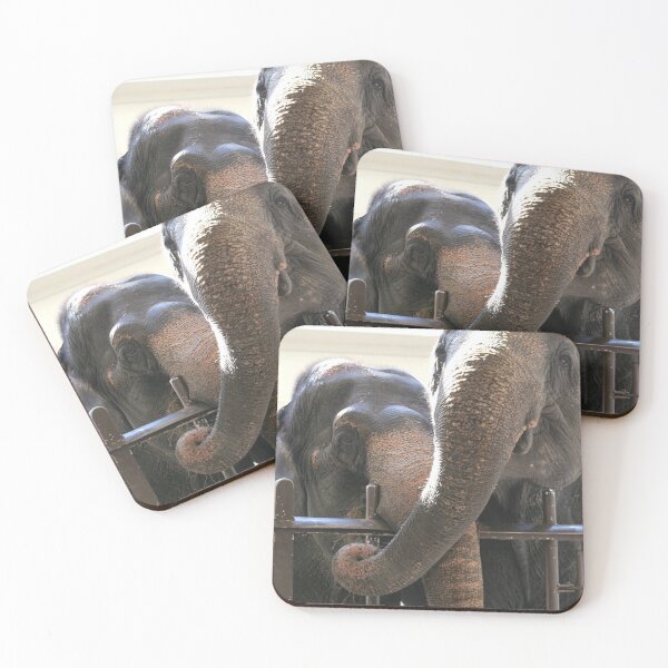 Item preview, Asian Elephants Ambika and Shanthi at the National Zoo designed and sold by Zoo and Nature Photography by Karie.