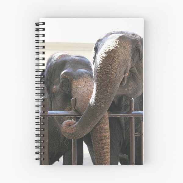 Item preview, Asian Elephants Ambika and Shanthi at the National Zoo designed and sold by Zoo and Nature Photography by Karie.