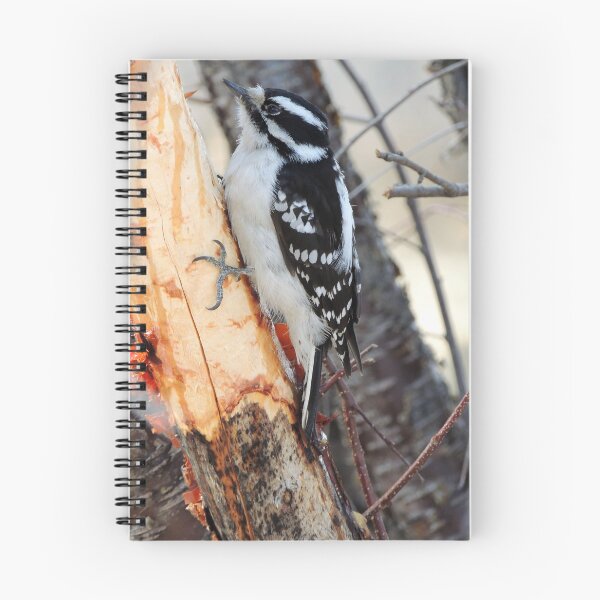 Item preview, Downy Woodpecker designed and sold by Coleen Gudbranson.