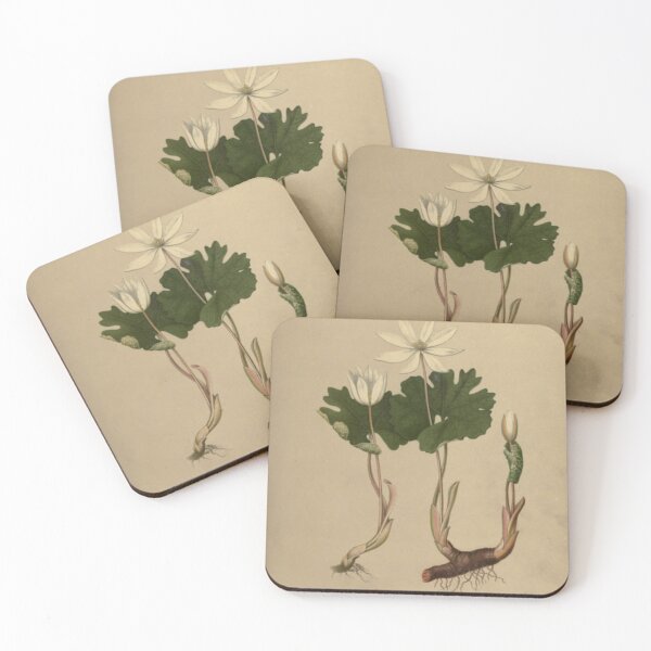 Item preview, Naturalist Bloodroot designed and sold by BlueSpecsStudio.