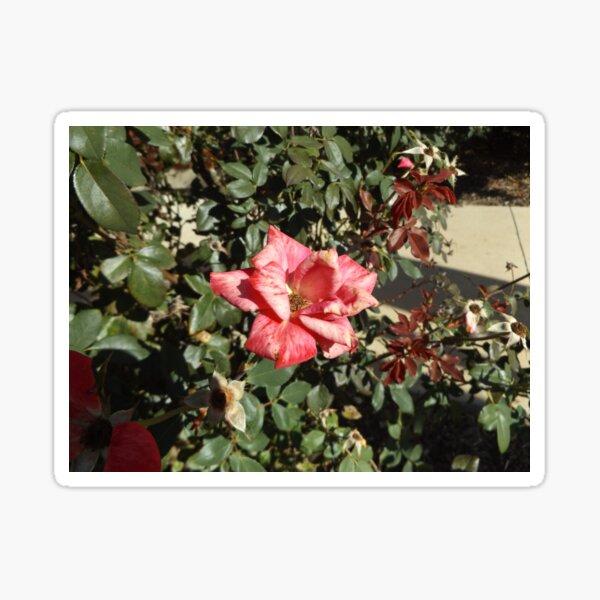 Item preview, Rose designed and sold by This and That.